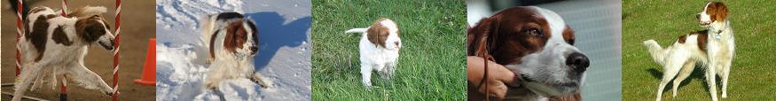 Irish Red & White Setter Club of Canada